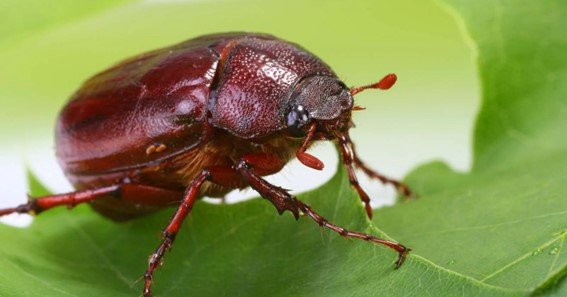 June Bug Life Cycle and Cultural Significance