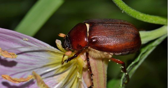 June bug nickname