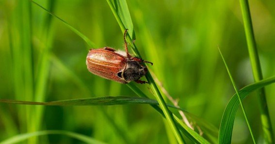 June Bug Life Cycle