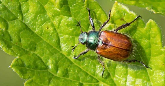 Larval Stage of June Bug