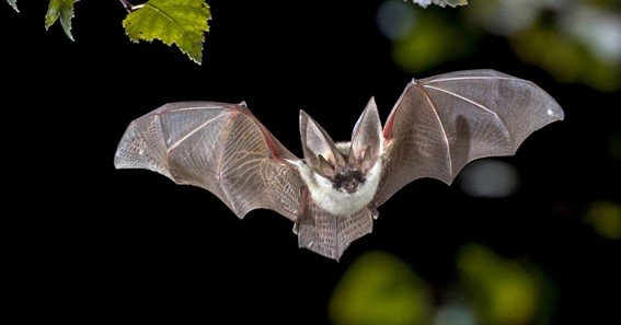 Unveiling The Secret Lives Of Bat Colonies