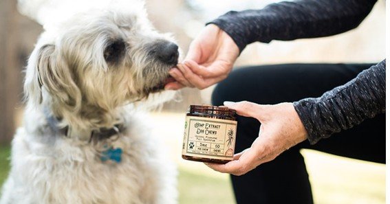 CBD Dog Treats: The New Way to Have a Fun Day with Your Dogs