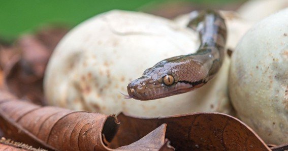 why does my python like hanging upside down from branch