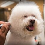 Experience Top-Tier Pet Grooming at FH Furr Finksburg