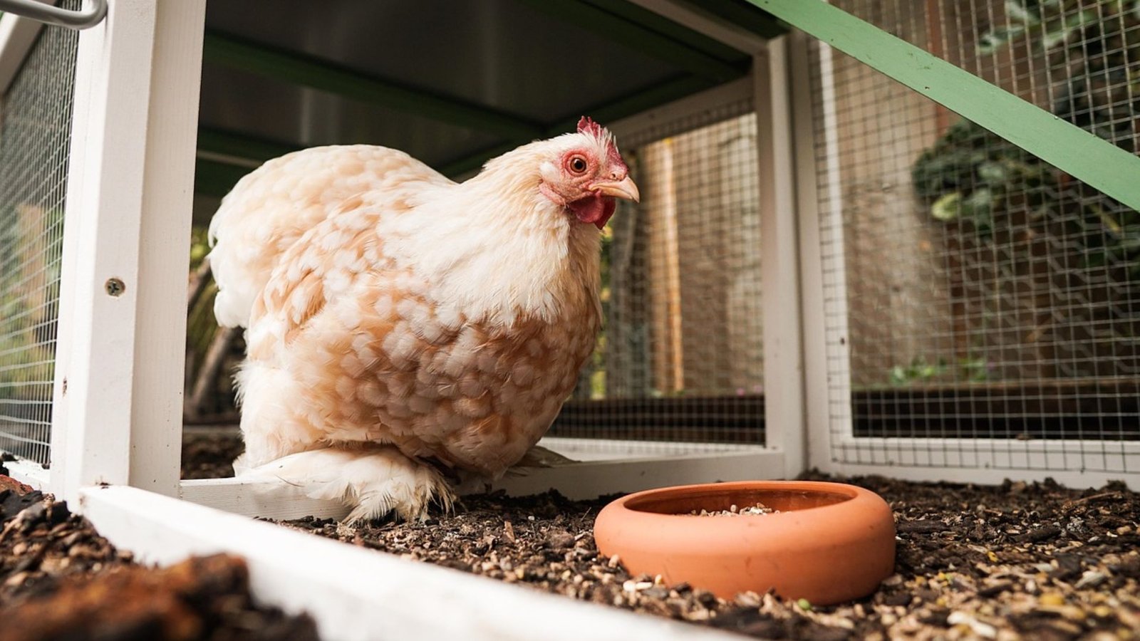 Untitled design 2026 02 14T202705.581