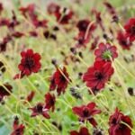 Boylecheloid Flower: Nature’s Rare Botanical Gem