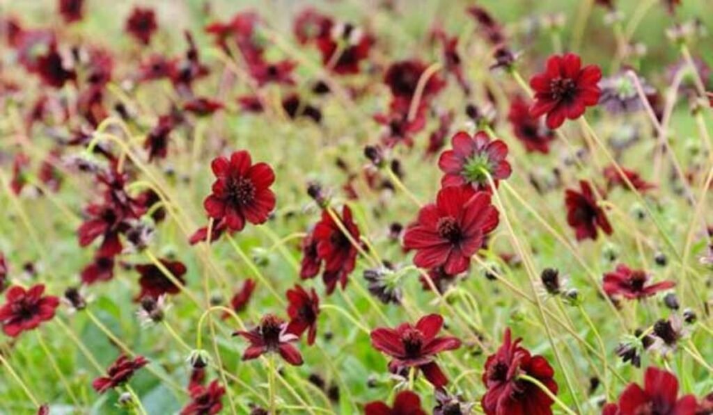 Boylecheloid Flower: Nature’s Rare Botanical Gem