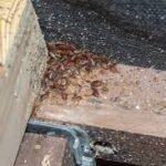 Bed Bug Poop on Wood: Spot, Clean & Prevent Infestations