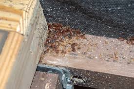 Bed Bug Poop on Wood: Spot, Clean & Prevent Infestations